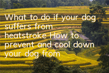 What to do if your dog suffers from heatstroke? How to prevent and cool down your dog from heatstroke?