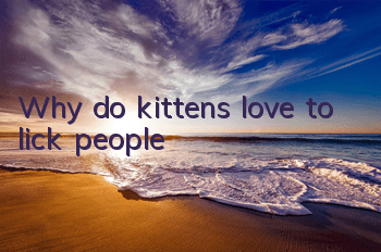 Why do kittens love to lick people?
