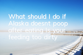 What should I do if Alaska doesn’t poop after eating? Is your feeding too dirty?