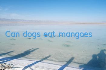 Can dogs eat mangoes?
