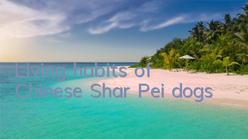 TLiving habits of Chinese Shar Pei dogs
