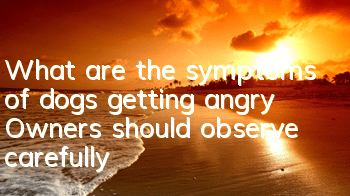 What are the symptoms of dogs getting angry? Owners should observe carefully