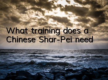 What training does a Chinese Shar-Pei need?