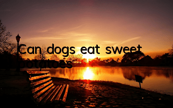 Can dogs eat sweet potatoes?