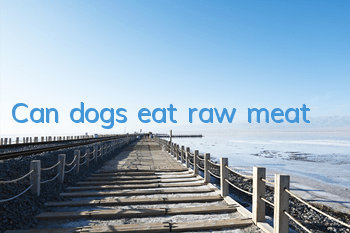Can dogs eat raw meat?
