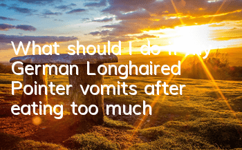 TWhat should I do if my German Longhaired Pointer vomits after eating too much?