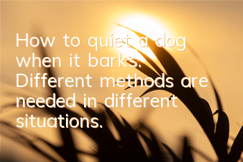 How to quiet a dog when it barks. Different methods are needed in different situations.