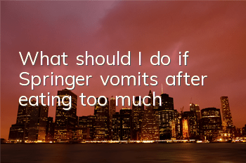 What should I do if Springer vomits after eating too much?