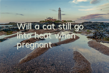Will a cat still go into heat when pregnant?