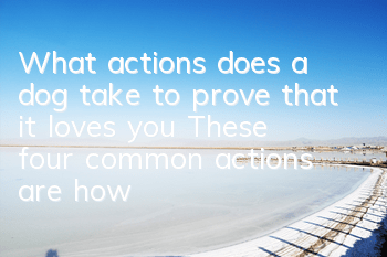 What actions does a dog take to prove that it loves you? These four common actions are how dogs express their love.
