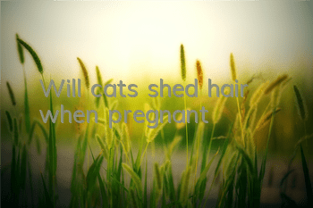 Will cats shed hair when pregnant?
