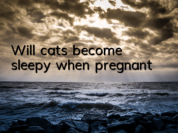 Will cats become sleepy when pregnant?