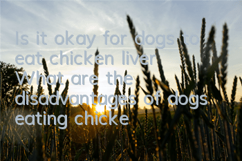 Is it okay for dogs to eat chicken liver? What are the disadvantages of dogs eating chicken liver?