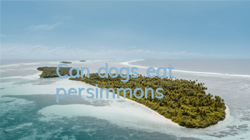 Can dogs eat persimmons?