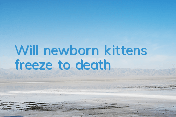 Will newborn kittens freeze to death?