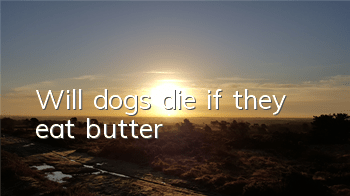 Will dogs die if they eat butter?