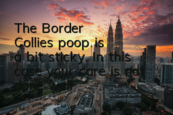 The Border Collie's poop is a bit sticky. In this case, your care is not done well!