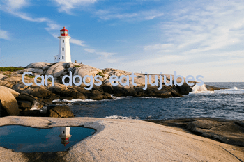 Can dogs eat jujubes?