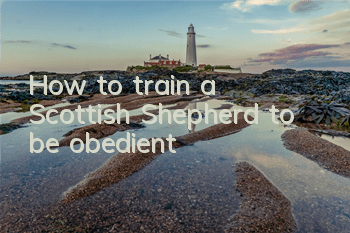 How to train a Scottish Shepherd to be obedient