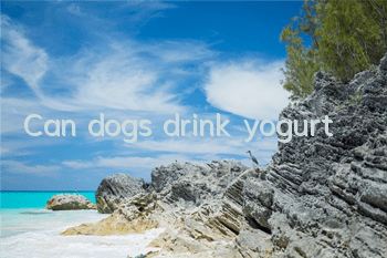 Can dogs drink yogurt?