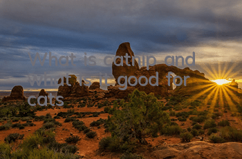 What is catnip and what is it good for cats?