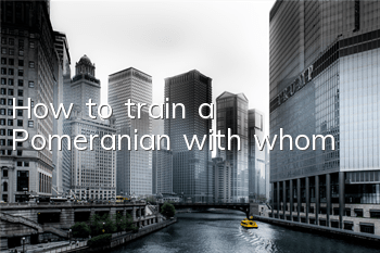 How to train a Pomeranian with whom?