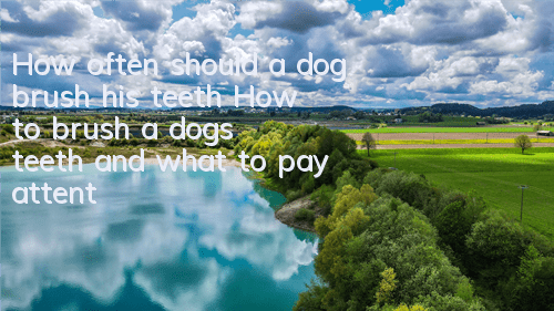 How often should a dog brush his teeth? How to brush a dog’s teeth and what to pay attention to