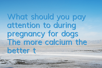 What should you pay attention to during pregnancy for dogs? The more calcium the better, the better.