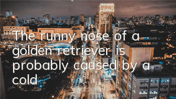 The runny nose of a golden retriever is probably caused by a cold!