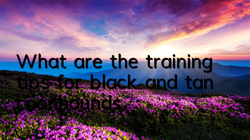 TWhat are the training tips for black and tan coonhounds?