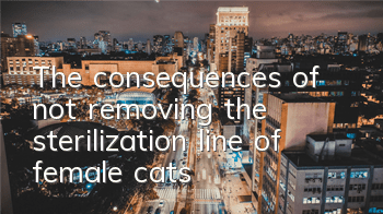 The consequences of not removing the sterilization line of female cats