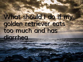 What should I do if my golden retriever eats too much and has diarrhea?