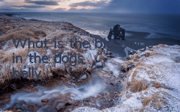 What is the big bulge in the dog's belly?