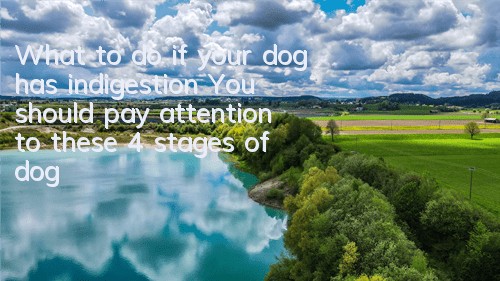 What to do if your dog has indigestion? You should pay attention to these 4 stages of dog indigestion