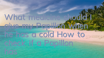 What medicine should I give my Papillon when he has a cold? How to check if a Papillon has a cold?