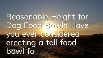 Reasonable Height for Dog Food Bowls Have you ever considered erecting a tall food bowl for your dog?