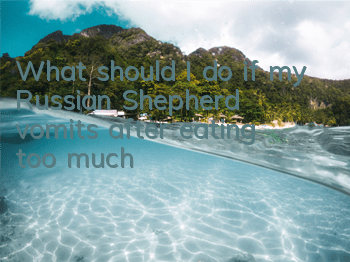 TWhat should I do if my Russian Shepherd vomits after eating too much?