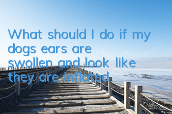 What should I do if my dog’s ears are swollen and look like they are inflated?