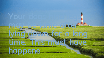 Your dog’s hind legs may be lame after lying down for a long time. This must have happened to you too!
