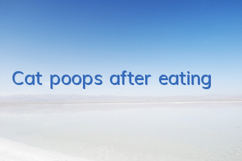 Cat poops after eating