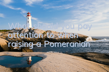 What should you pay attention to when raising a Pomeranian?