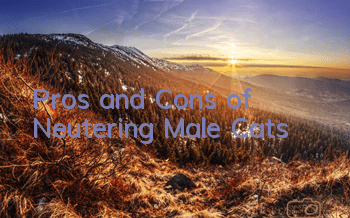 Pros and Cons of Neutering Male Cats