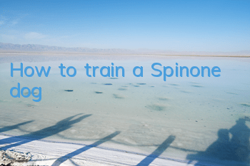 THow to train a Spinone dog