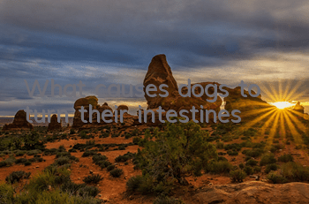What causes dogs to turn their intestines?