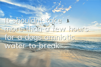 It shouldn’t take more than a few hours for a dog’s amniotic water to break