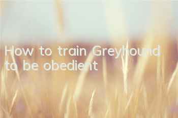 THow to train Greyhound to be obedient