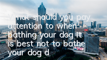 What should you pay attention to when bathing your dog? It is best not to bathe your dog during these times.