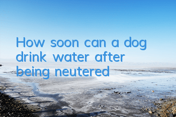 How soon can a dog drink water after being neutered?