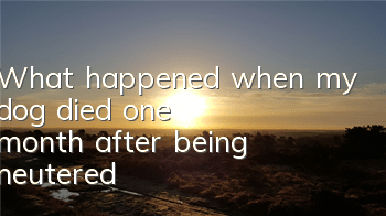 What happened when my dog ​​died one month after being neutered?