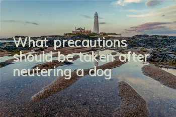 What precautions should be taken after neutering a dog?